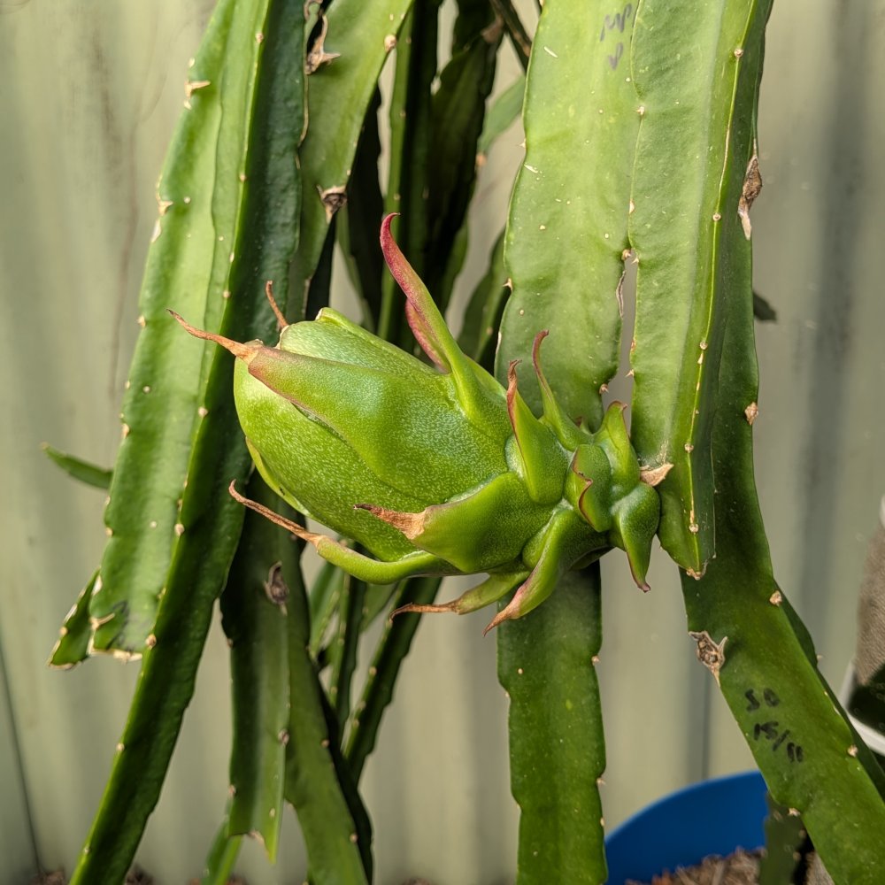 Picture of the whole plant